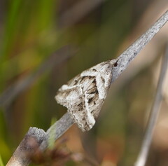 Dichromodes stilbiata