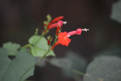 Ipomoea hederifolia