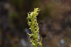 Prasophyllum gracile