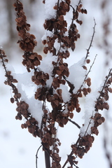 Rumex aquaticus