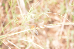 Neurothemis intermedia