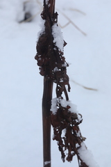 Rumex aquaticus