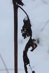 Rumex aquaticus