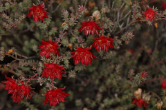 Darwinia purpurea