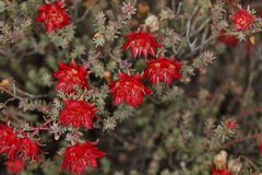 Darwinia purpurea