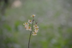 Dendrobium ovatum