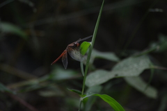 Neurothemis intermedia