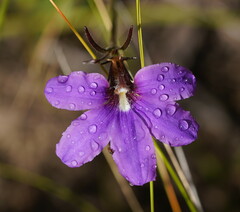 Scaevola ramosissima