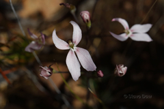 Stylidium petiolare