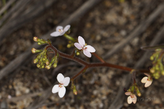Stylidium yilgarnense