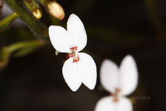 Stylidium yilgarnense