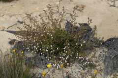 Stylidium yilgarnense