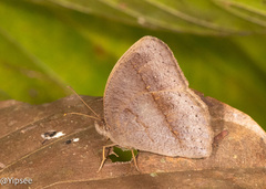 Mycalesis mineus