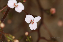 Stylidium yilgarnense