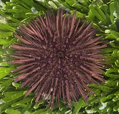 Heliocidaris erythrogramma