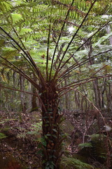 Cyathea australis