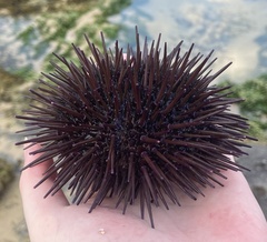 Heliocidaris erythrogramma