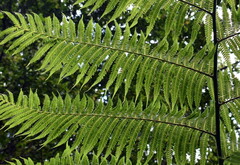 Cyathea australis