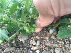 Solanum physalifolium