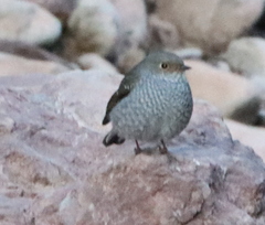 Phoenicurus fuliginosus