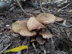 Lacrymaria echiniceps