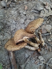 Lacrymaria echiniceps