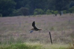 Gallinago hardwickii