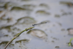 Agriocnemis splendidissima