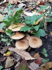 Lacrymaria echiniceps