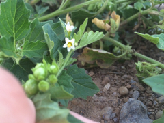 Solanum physalifolium