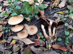 Lacrymaria echiniceps