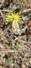 Pyronia cecilia