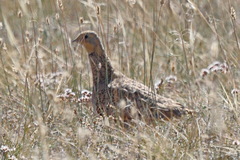 Syrrhaptes paradoxus