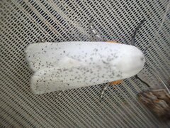 Maroga leptopasta