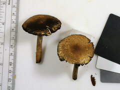 Lacrymaria echiniceps