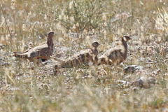 Syrrhaptes paradoxus