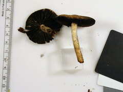 Lacrymaria echiniceps