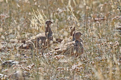 Syrrhaptes paradoxus