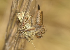 Erax barbatus