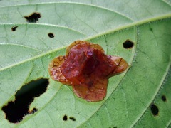 Pagodiella