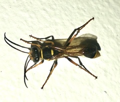 Sceliphron formosum