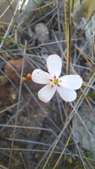 Drosera spilos