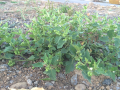 Solanum physalifolium