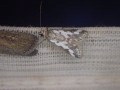 Metallarcha
