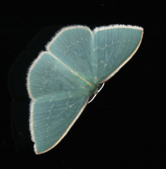 Chlorocoma melocrossa