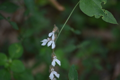Zeuxine longilabris