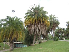 Phoenix canariensis