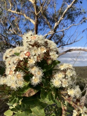 Angophora hispida