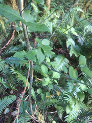 Euonymus occidentalis