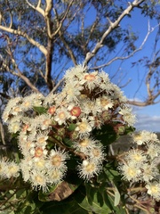Angophora hispida